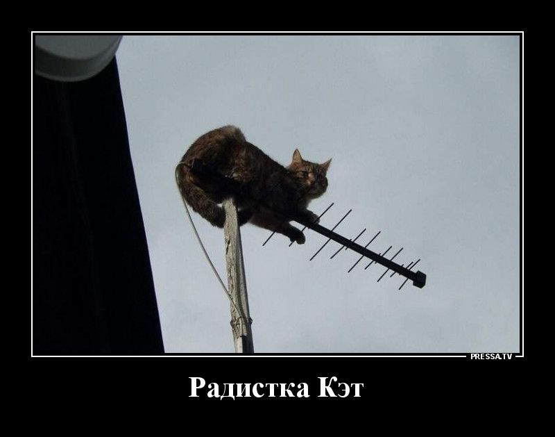 Радистка Кэт
