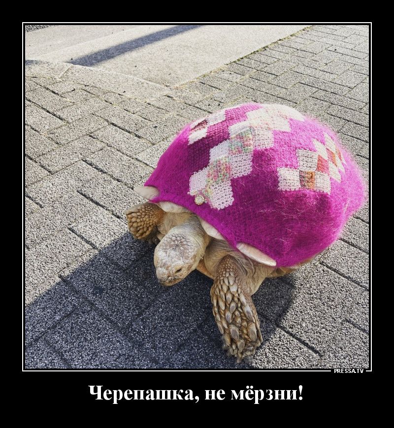 Черепашка не мёрзнъ