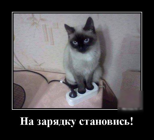 На зарядку становись