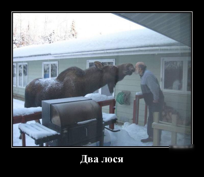 Два лося