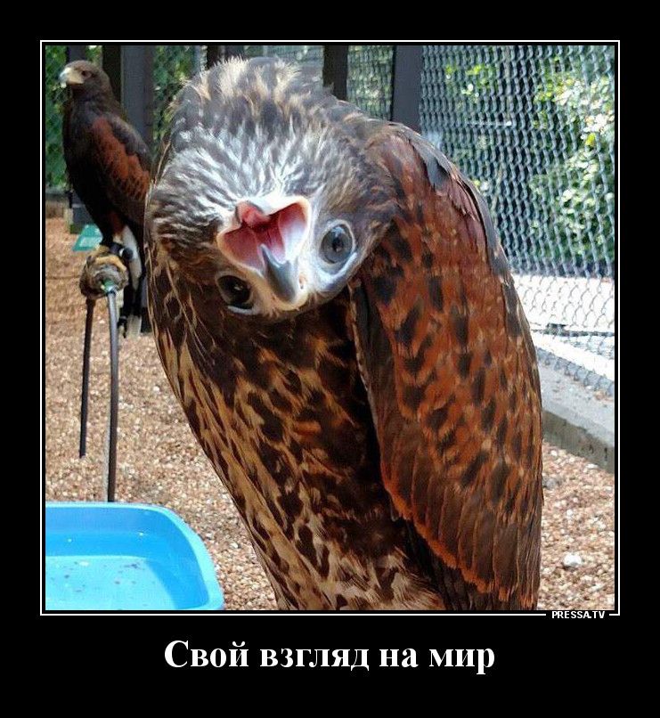 Свой взгляд на мир