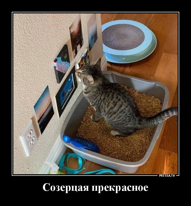 тззми Созерцая прекрасное