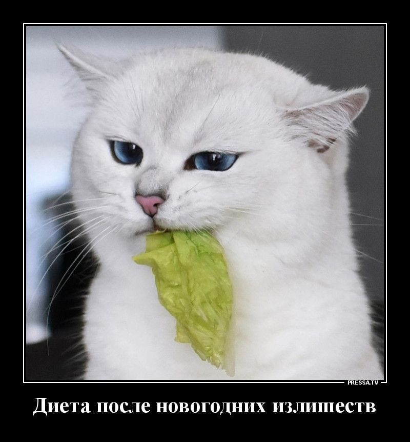 тззмч Диета ПОСЛС НОВОГОДНИХ ЦЗЛЦШССТВ