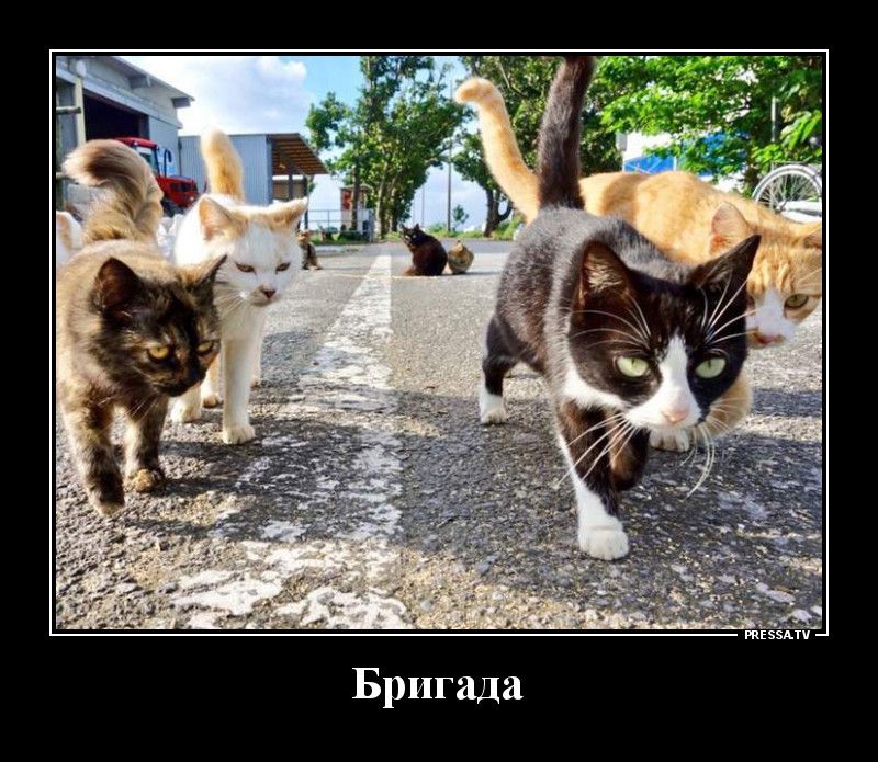 Бригада