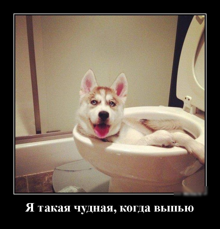Я такая чудная когда ВЬППЬЮ