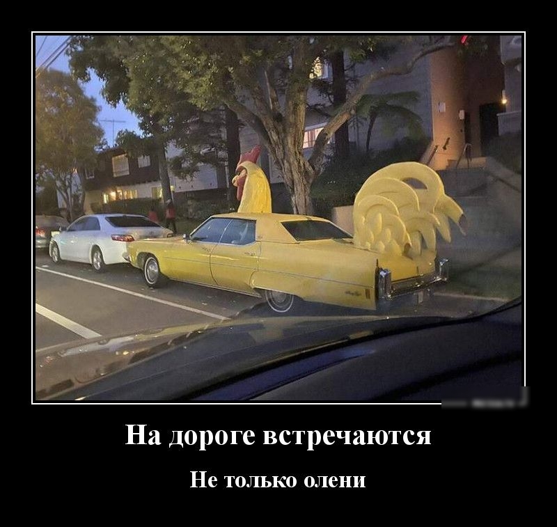 На дороге встречаются Не только олени