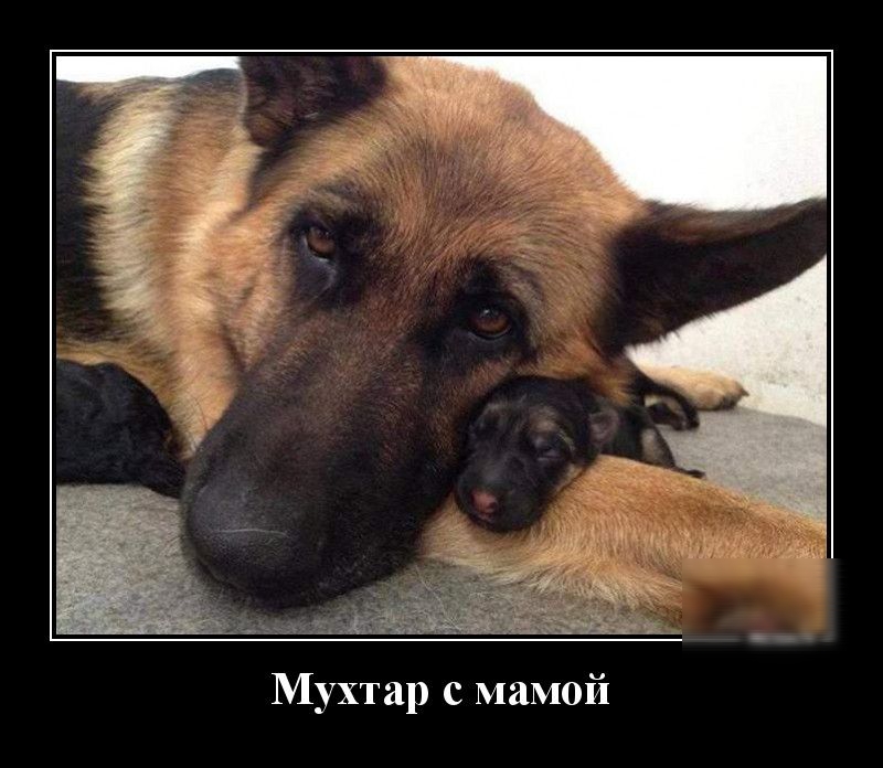 ухтар с мамои М