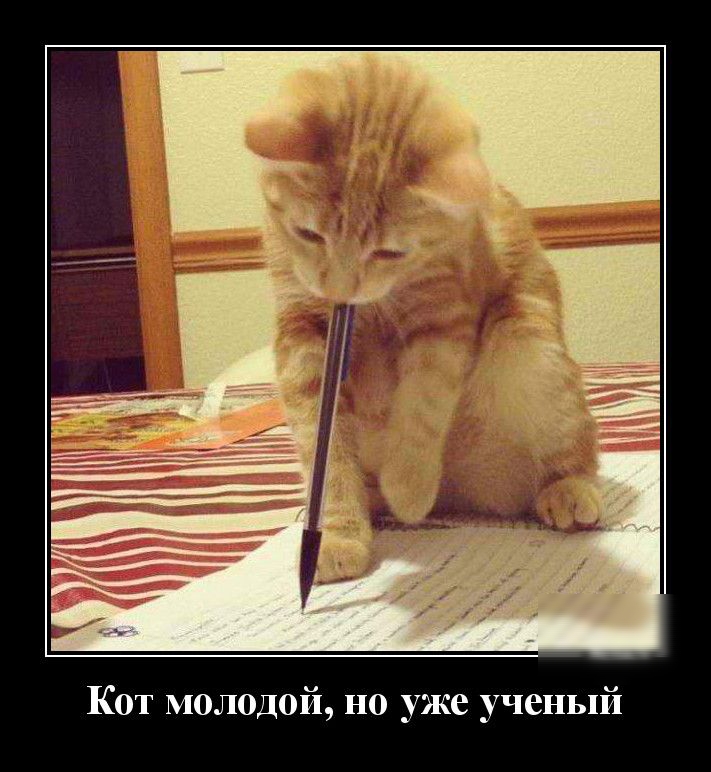 Кот молодой но уже ученый