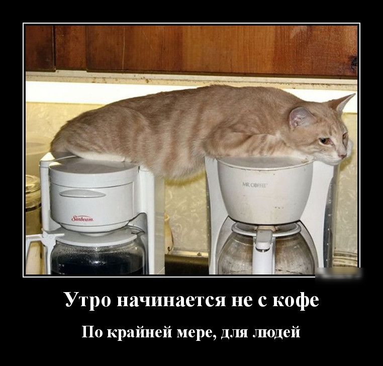 Утро начинается не с кофе По крайней мере для людей