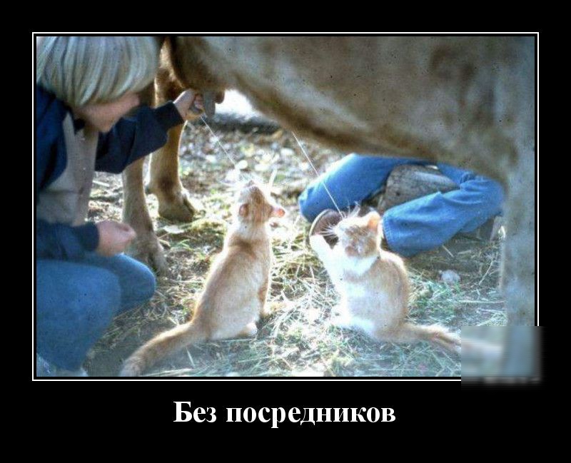 Без посредников