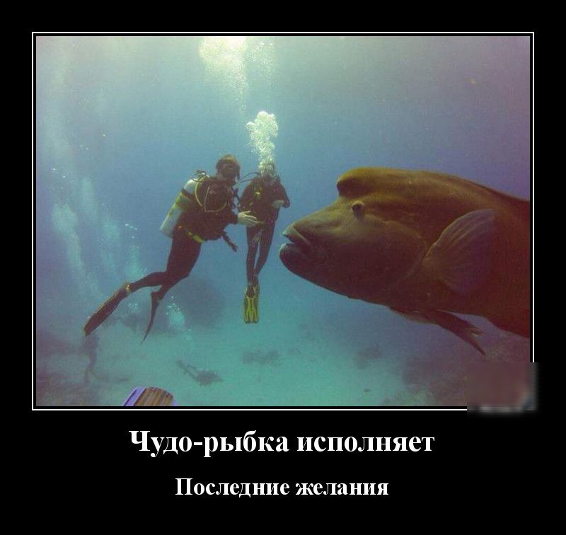 Чудо рыбка исполняет послед ние ЖЛИНИЯ