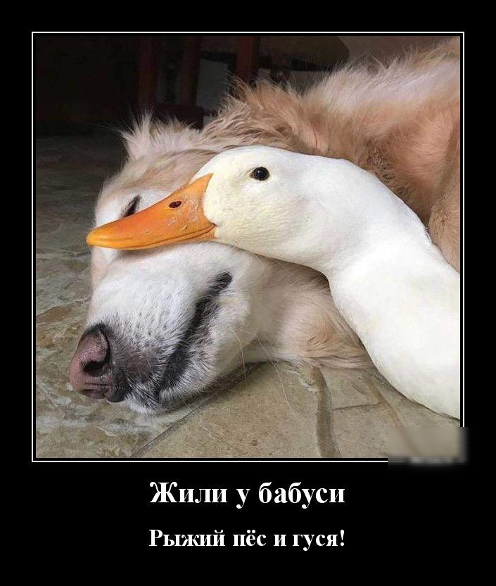 Жили у бабуси Рыжий пёс и гуся