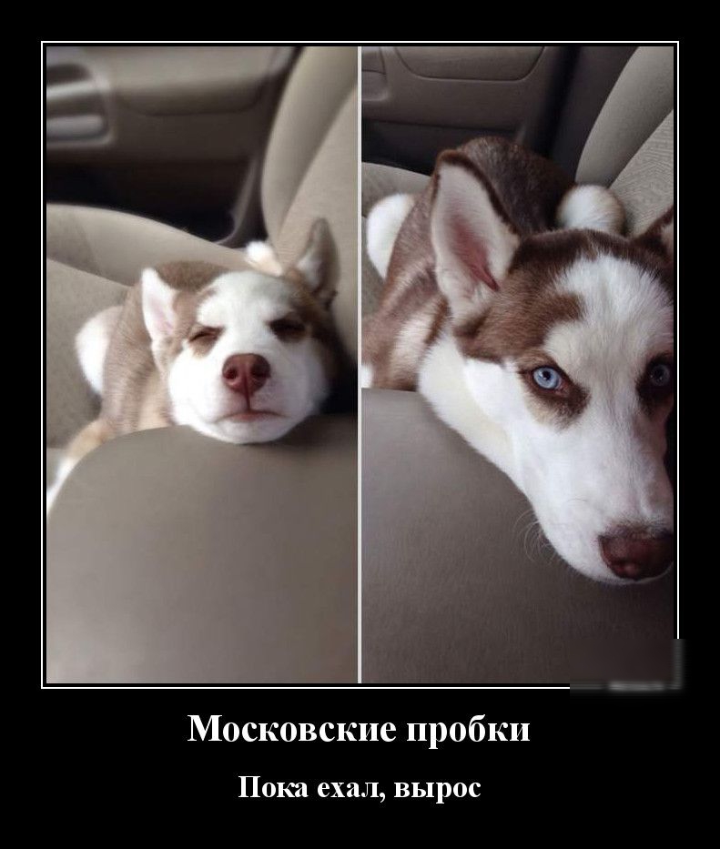Московские пробки ПОКИ ехал ВЫРОС
