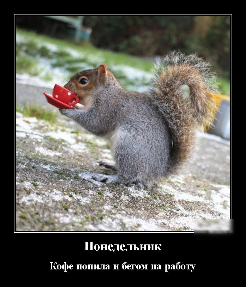 Понедельник Кофе попила и бегом на работу