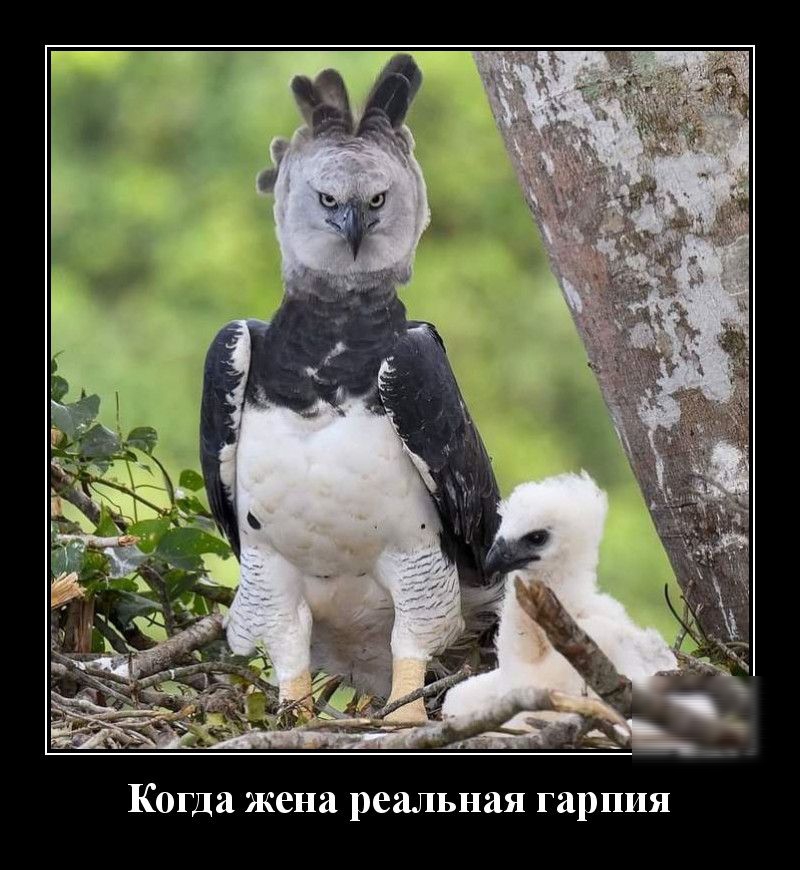 Когда жена реальная гарпия