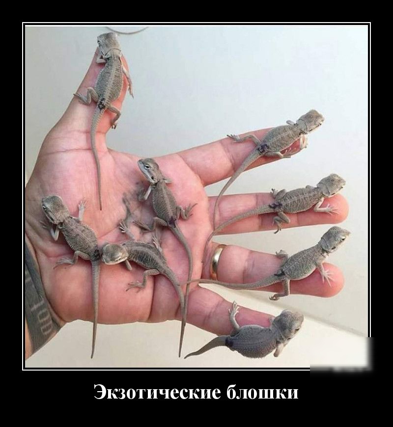Экзотические блошкп