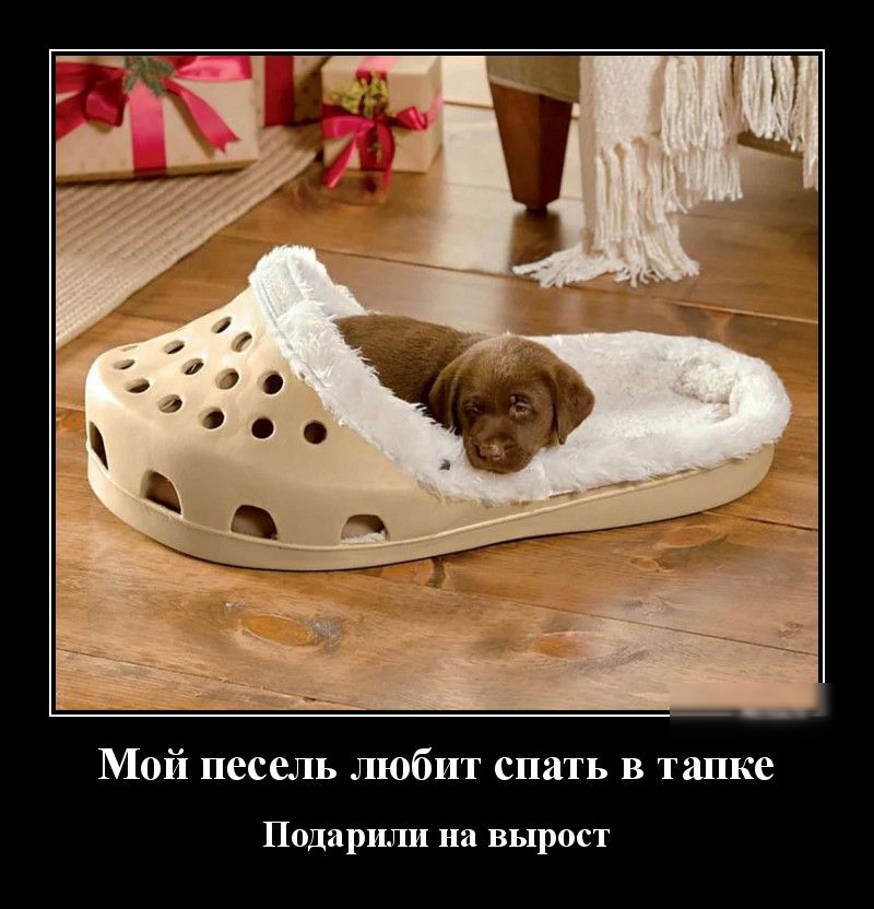 Мой песель любит спать в танке Подарили на вырост