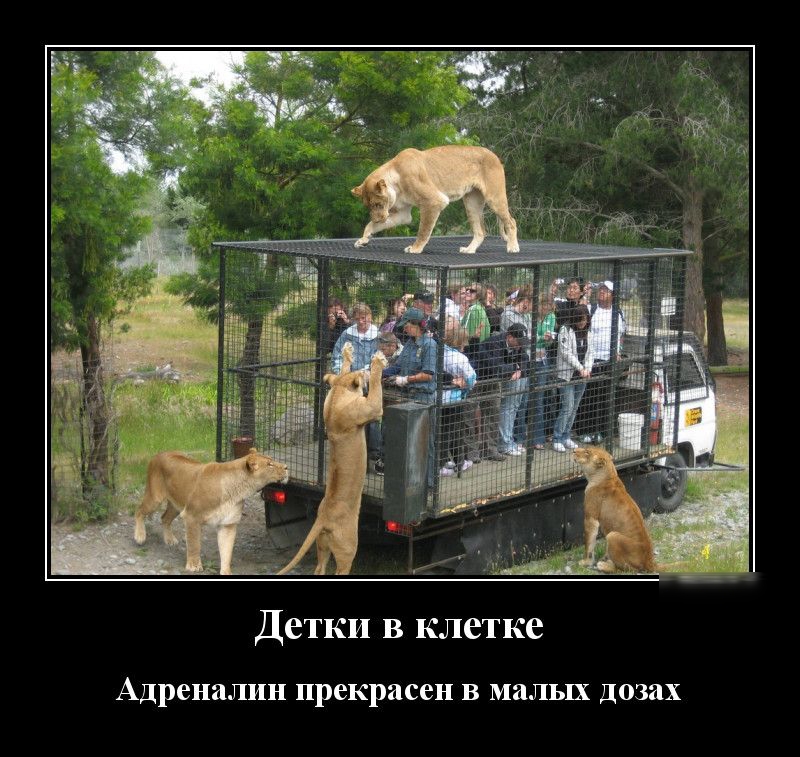 Детки в клетке Адреналин прекрасен В МЛЬЕХ ДОЗЗХ
