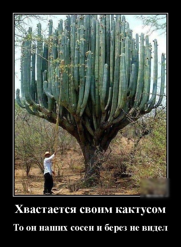 Хвастается своим кактусом ТО ОН наших сосен И берез не видел