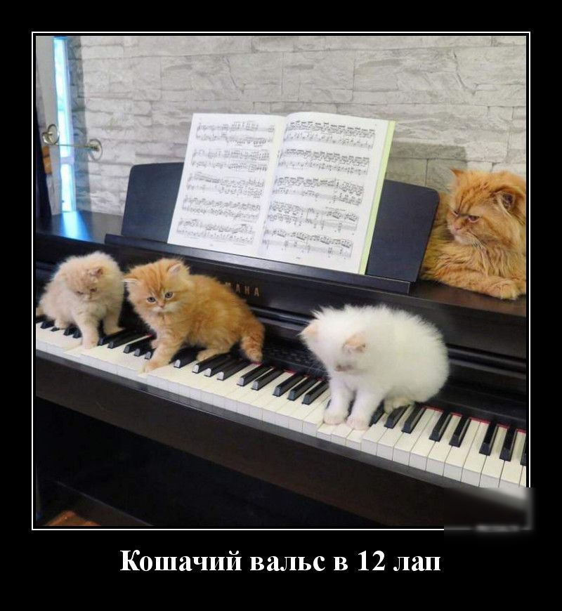 Кошачий вальс в 12 лап