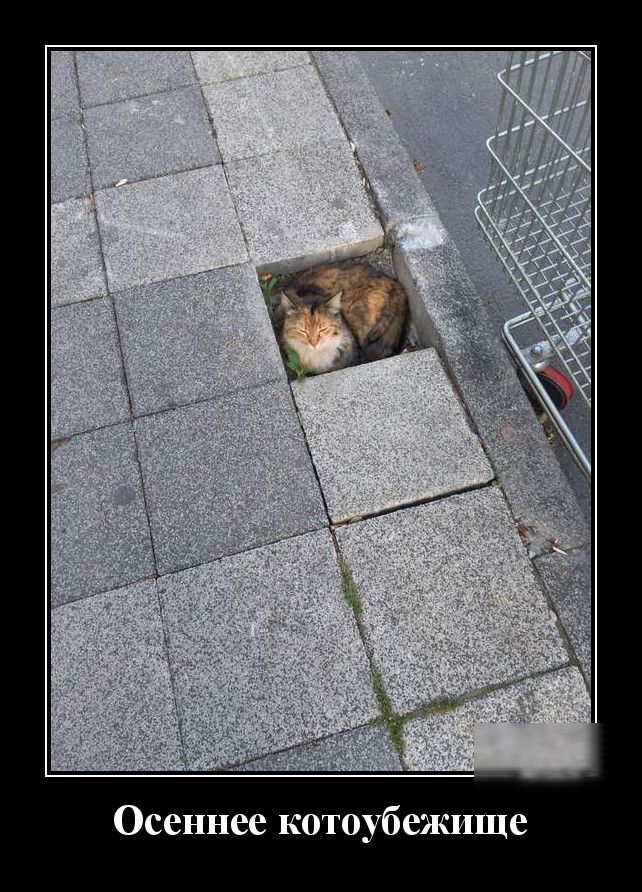 Осеннее котоубежище