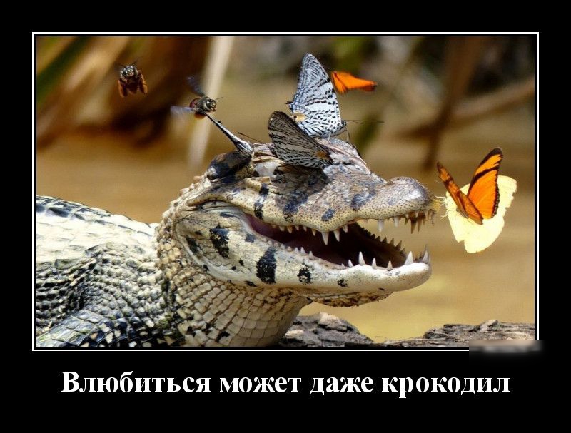 Влюбиться может даже крокодил