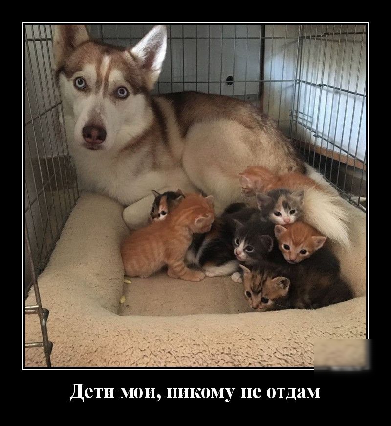 Дети мои никому не отдам