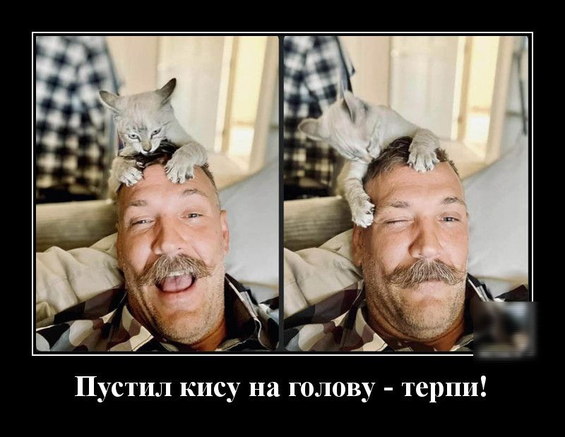 терпи Пустил кису на голову