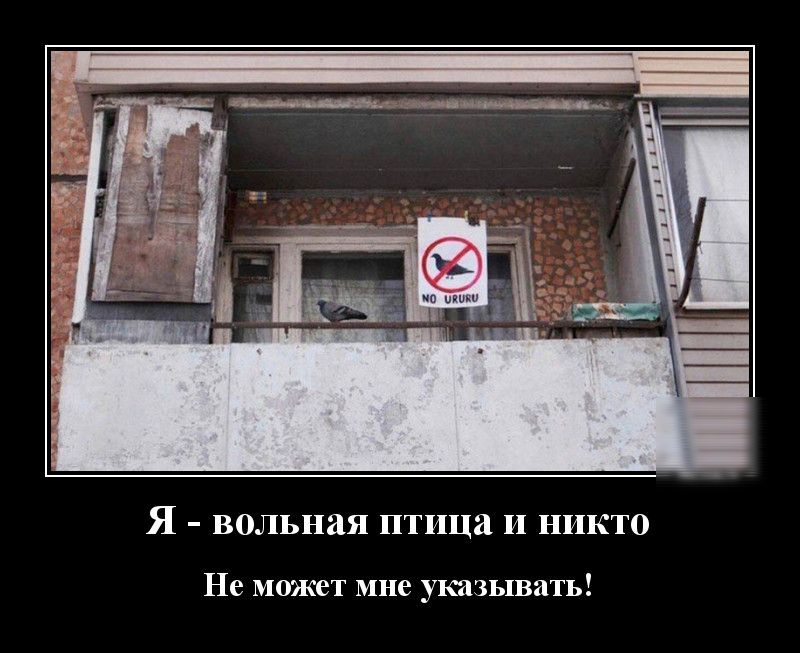 Я ВОЛЬНЙЯ ПТИЦЗ И НИКТО Не может мне указывать