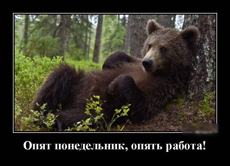 Опят понедельник опять работа