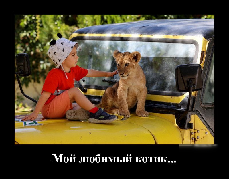 Мой любимый котик