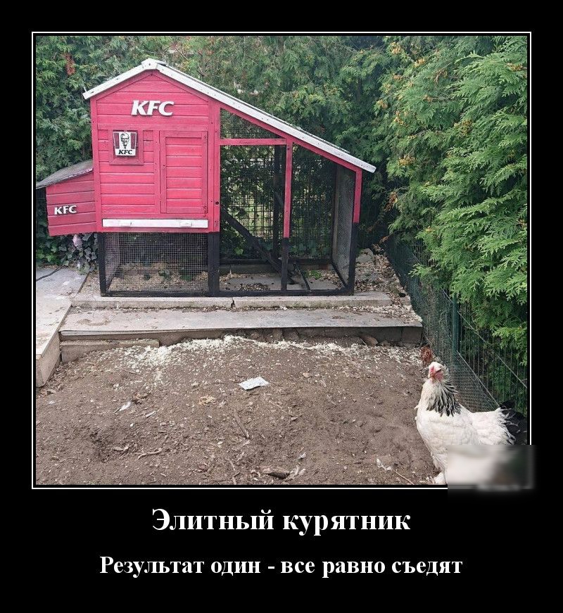 Элитный курятник Результат ОДИН все равно съедят