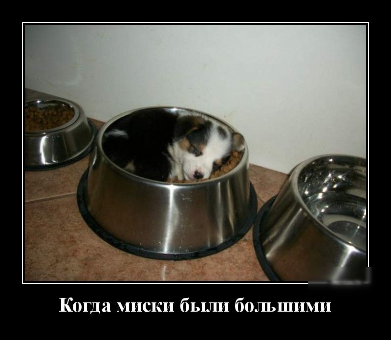 Когда миски были большими