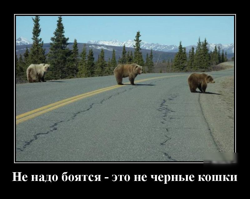 Не надо боятся это не черные кошки
