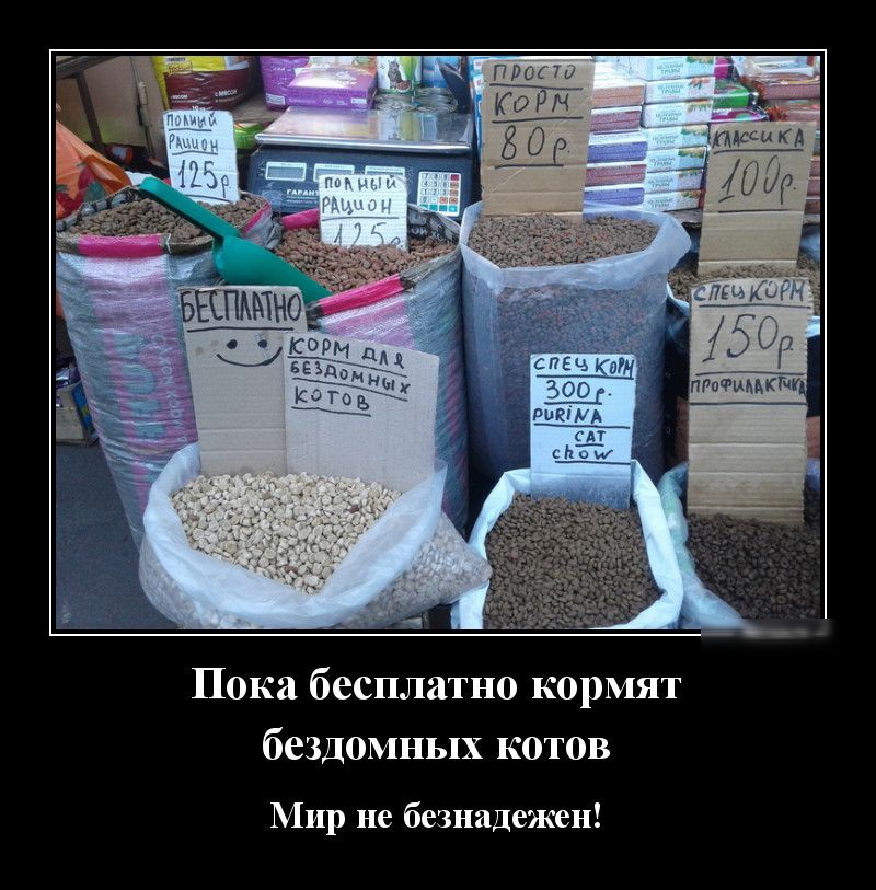 Пока бесплатно кормят бездомных котов Мир не безнадежен