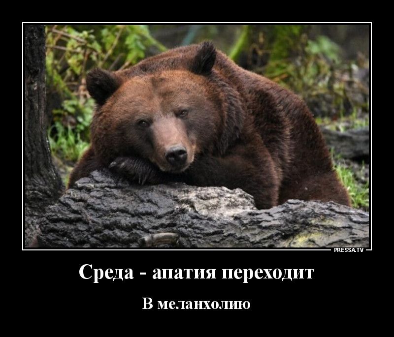 Среда  апатия переходит в меланхолию