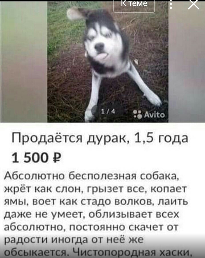 в Ктеме 15 х ___ Продаётся дурак 15 года 1 500 Абсолютно бесполезная собака жрёт как слон грызет все копает ямы воет как стадо волков лаить даже не умеет облизывает всех абсолютно постоянно скачет от а ости иног _ от неё же