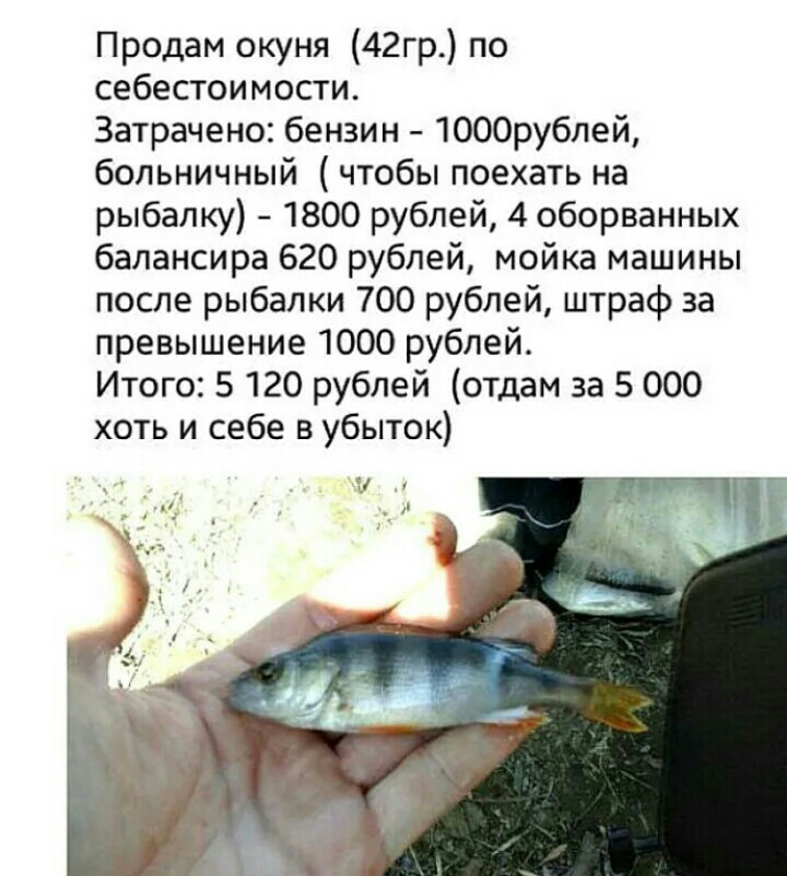 Продам окуня 42гр по себестоимости Затрачено бензин 1000рублей больничный чтобы поехать на рыбалку 1800 рублей 4 оборванных балансира 620 рублей мойка машины после рыбалки 700 рублей штраф за превышение 1000 рублей Итого 5 120 рублей отдам за 5 000 хоть и себе в убыток
