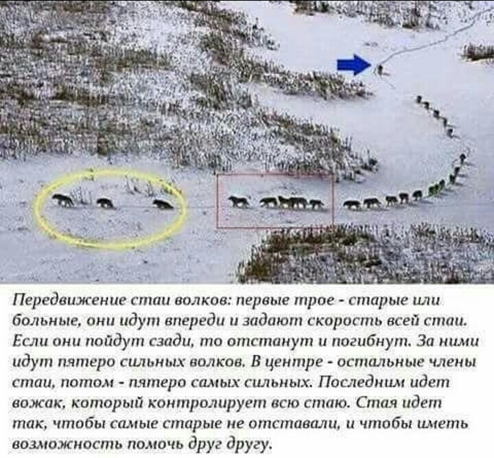 Передвижение стаи волков первые трое старые или больные они идут впереди задают скорость всей спши Ешш они пойдут сзади то отетинут и погибнут За ними идут пятеро сильных волков В центре остальные члены стаи потом пятеро самых сильных Последним идет вожак каторый контролирует всю стаю Стил идет так чтобы самые спшрые не отставали и чтобы иметь возможность помочь друг другу