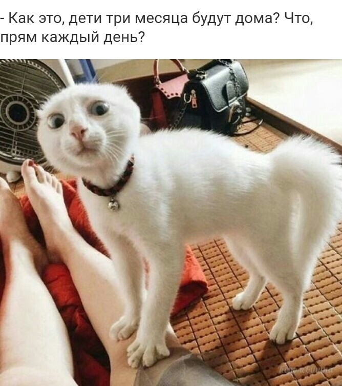 Как это дети три месяца будут дома Что прям каждый день