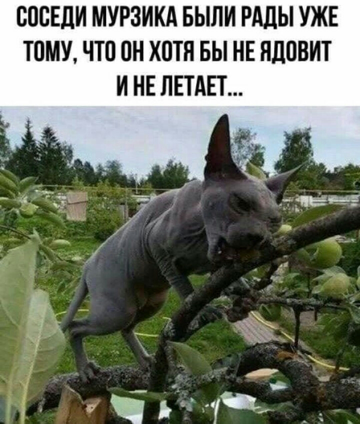 СОСЕДИ МУРЗИКА БЫЛИ РАДЫ УЖЕ ТОМУ ЧТО ОН ХОТЯ БЫ НЕ НЛОВИТ И НЕ ЛЕТАЕТ