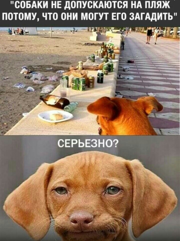 СОБАКИ НЕ дОПУСКАЮТСЯ НА ПЛЯЖ ПОТОМУ ЧТО ОНИ МОГУТ ЕГО ЗАГАДИТЬ