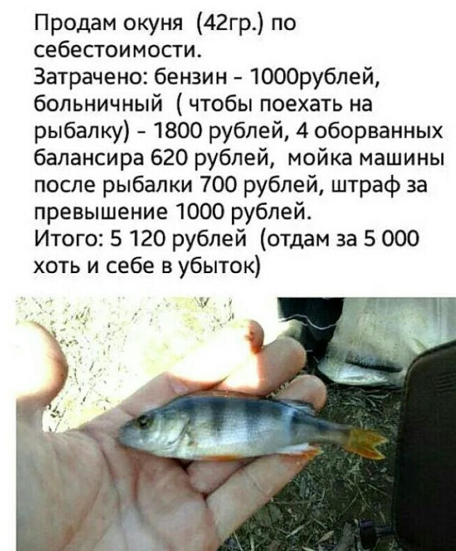 Продам окуня 42гр по себестоимости Затрачено бензин 1000рублей больничный чтобы поехать на рыбалку 1800 рублей 4 оборванных балансира 620 рублей мойка машины после рыбалки 700 рублей штраф за превышение 1000 рублей Итого 5 120 рублей отдам за 5 000 хоть и себе в убыток