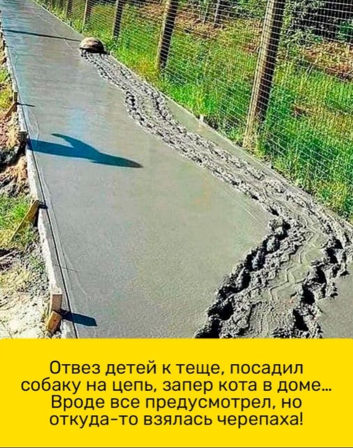 Отвез детей к теще посадил собаку на цепь запер кота в доме Вроде все предусмотрел но откудато взялась черепаха