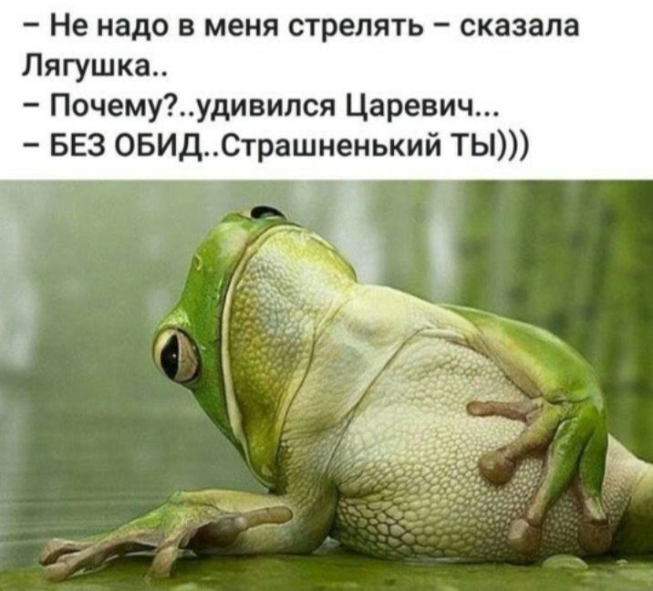Не надо в меня стрелять сказала Лягушка Почемуудивипся Царевич БЕЗ ОБИДСтрашненький ТЫ