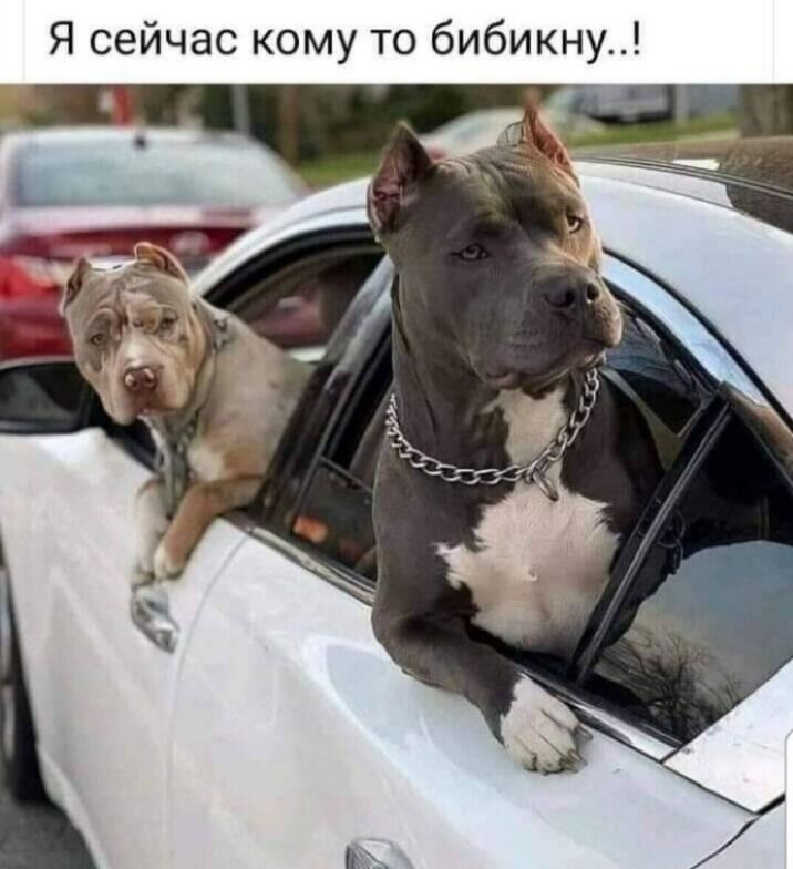 Я сейчас кому то бибикну