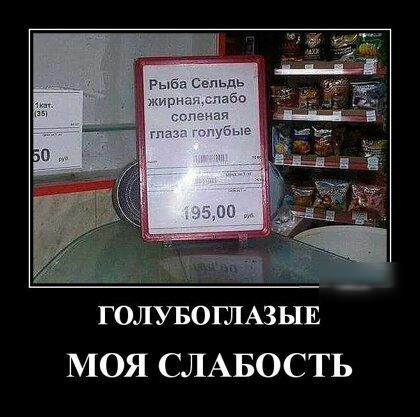ГОЛУБОГЛАЗЫЕ МОЯ СЛАБОСТЬ