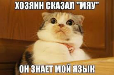 хозяин шыш миг