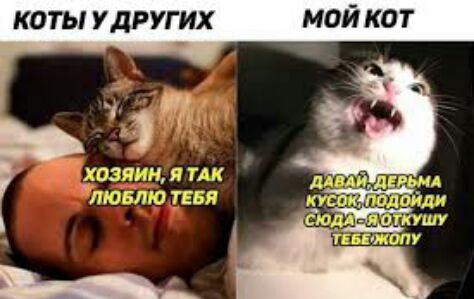 КОТЫ УДРУГИХ МОЙ КОТ