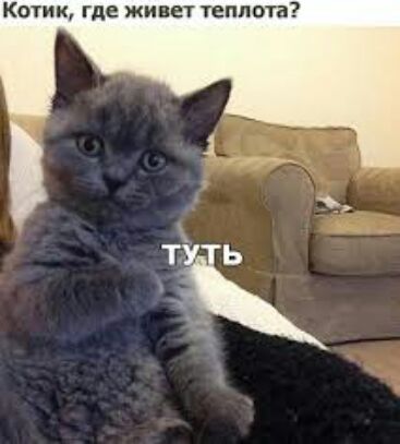 Котик где живет теплота